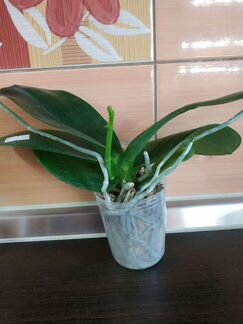 Орхидея фаленопсис Sogo Grape