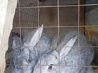 Кролики серый великан объявление продам