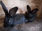 Крольчата и взрослые кролики объявление продам