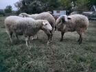 Овцы,бараны объявление продам