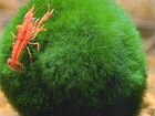 Аквариумный мох кладофора (для креветок) объявление продам