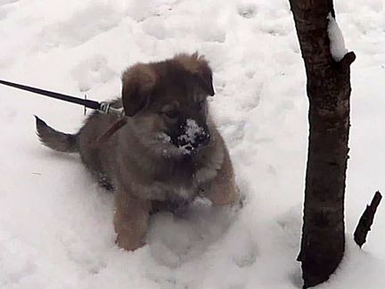 Щенок дворняги в добрые руки