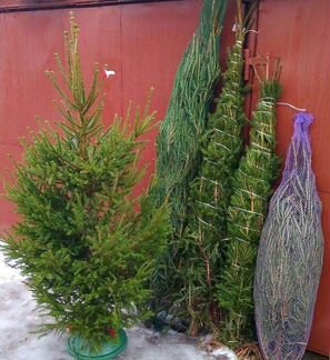 Живая Русская ёлка 174-175см