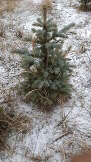 Ель голубая 