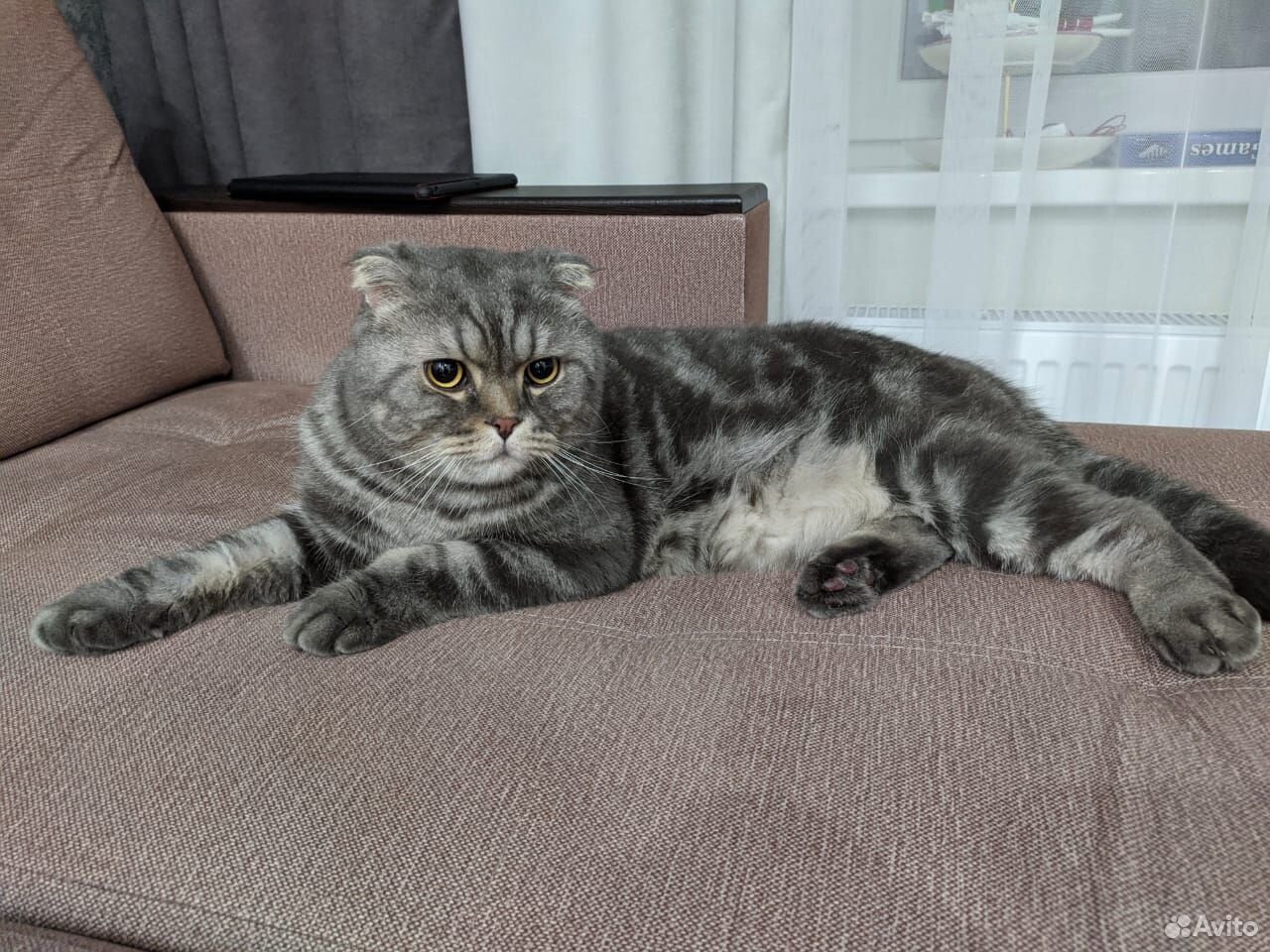 Кошка