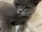Британский кот ишет кошку объявление продам
