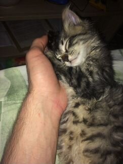 Кошка
