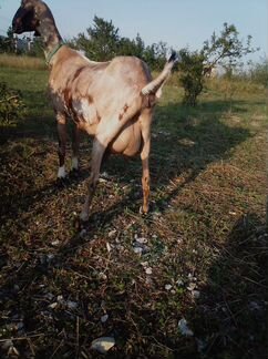 Продам дойную англо нубийскую козу - фотография № 4