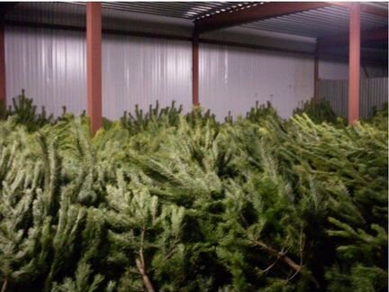 Елка Ель Сосна Новогодняя Живая Оптом