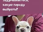 Кинолог, дрессировка собак Симферополь объявление продам
