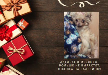 Той терьер в добрые руки