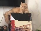 Вязка сибирский кот объявление продам