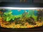 Аквариумные рыбки и растения с аквариумом