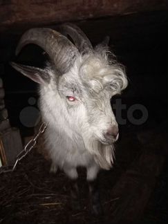 собаки для квартиры. животные починок. животные починок. содержание коров на частном подворье. алчевск ветклиника на дунайварошской.