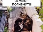Брошенные сибирские котята в добрые руки