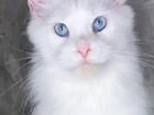 Белые котята мейн-кун с голубыми глазами