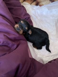 Йоркширский терьер