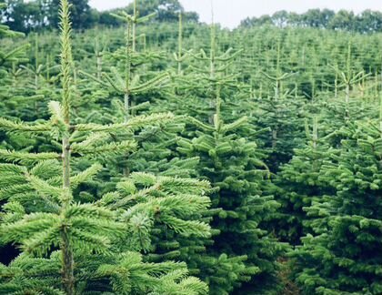 Живые пихты, елки, соны пушистые и ароматные