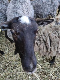 Романовские овцы и идельбаевский баран - фотография № 2