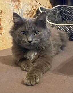 Котёнок