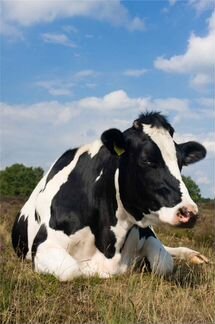 Корова высокоудойная молочной породы