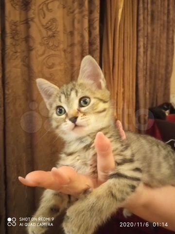 отличная метисочка