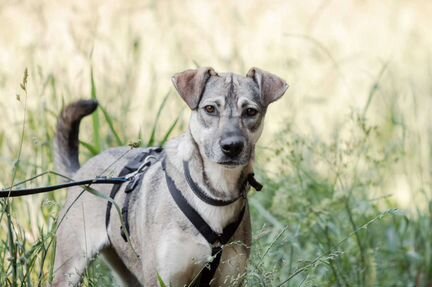 Одри ищет дом