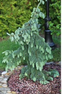 Семена ель энгельмана