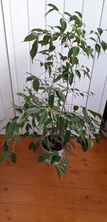Фикус бенджамина
