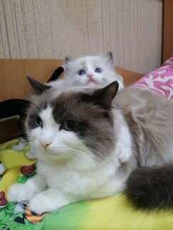 Куклы мальчики