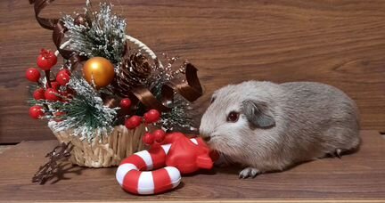 Калифорниец с шоколадным носиком