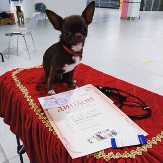 Вязка с чихуахуа-чемпионом выставок