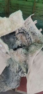 Тулуп Бекеша овчина