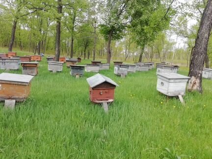 Пчелосемьи в ульях - фотография № 2