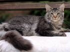 Котик мейн-кун черный тикированный на серебре