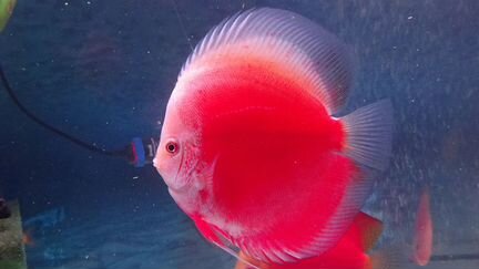 Rеd white discus, в размере: 11-12см