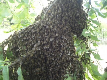 Пчелопакеты - фотография № 6