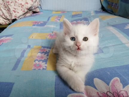 Белый котенок с разным цветом глаз