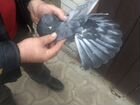 Николаевские голуби из Украины объявление продам