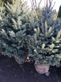 Ель голубая 0,6-0,8м