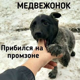 Щенок Медвежонок