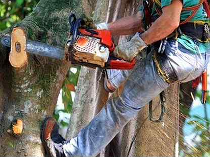 Спиленные ветки деревьев. Спил дерева с автовышкой. Убрать крону деревьев. Спил и кронирование деревьев. Спил дерева.