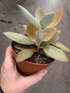 Каланхое Orgyalis