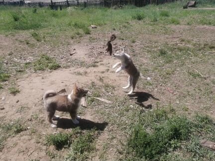 Западносибирские лайки щенки
