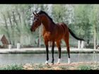 Арабская лошадь объявление продам