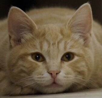 Мраморный котенок рыжий котенок Флокс, 6 месяцев