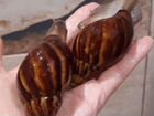 Моллюск гигантская африканская улитка Ахатина объявление продам