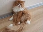 Персидский кот на вязку