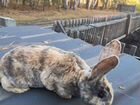 Кролик, порода Рекс объявление продам