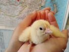 Инкубационное яйцо и цыплята бройлера